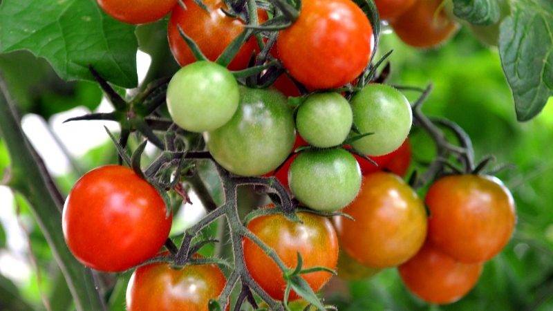 enfermedades-en-tomate|info-tomate-pimiento-y-berenjena-2017-